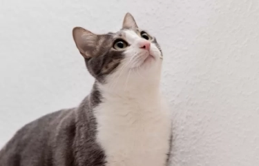 Bukan Tanpa Alasan, Ternyata Inilah Alasan di Balik Kucing Terkesan Memiliki Rasa Penasaran Lebih: Apa Ada?