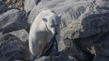 Demi Lindungi Istri, Pria di Kanada Hadapi Serangan Beruang Kutub Sendirian