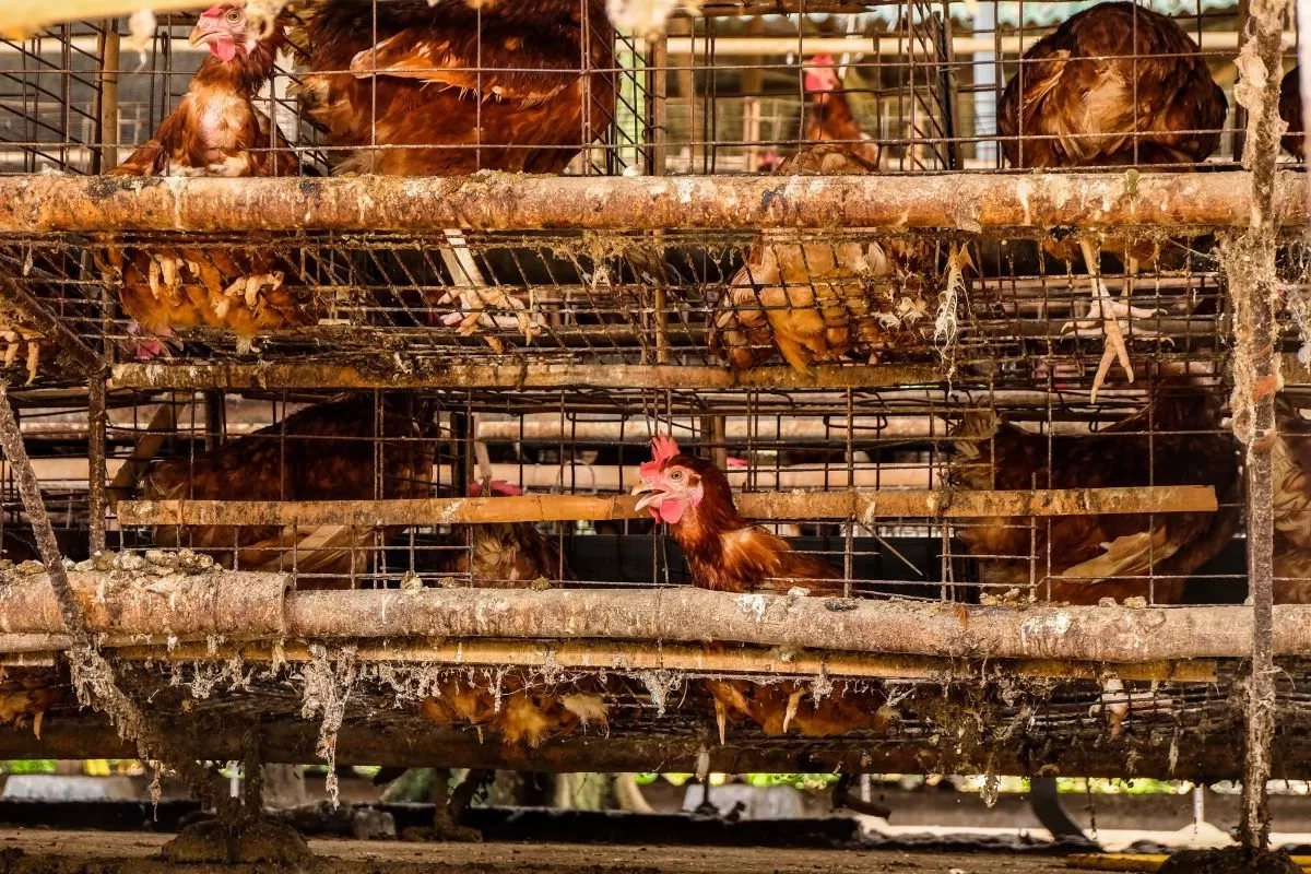 Hentikan Penyebaran Flu Burung, Koalisi NGO Desak Hentikan Peternakan Pabrik
