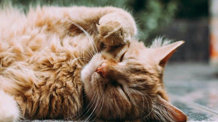 Panduan Lengkap Wisata ke Tashirojima, Pulau dengan Kucing Lebih Banyak dari Manusia di Jepang