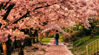 5 Tempat Terbaik Melihat Bunga Sakura di Jepang