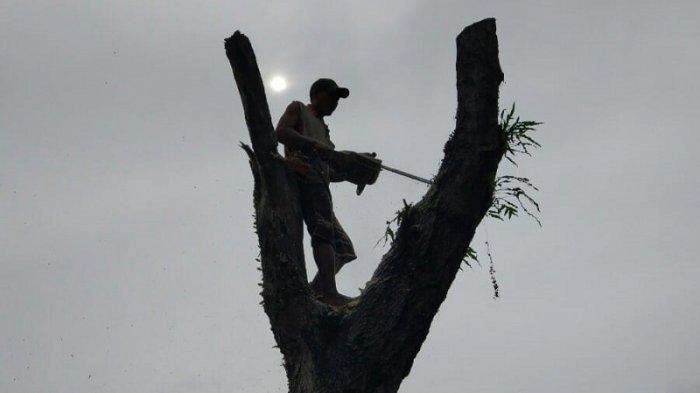 Usulan Pemerintah Membuka 20 Juta Hektar Hutan Cadangan Perlu Ditinjau Ulang