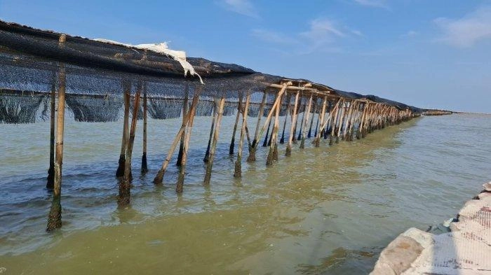 Pagar Laut Misterius di Perairan Tangerang Berdampak Besar, Nelayan Bongkar Awal Mula Pembangunan