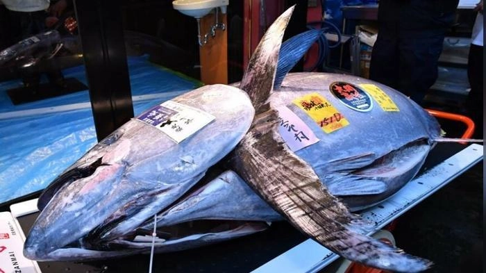 Ikan Tuna yang Tidak Jelas Asal Usulnya Masuk Pasar di Jepang