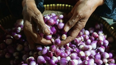Harga Bawang Merah Tinggi, Kemendagri Minta Pemerintah Daerah Lakukan Pengendalian 