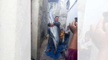 Nelayan Gaza Tangkap Lumba-lumba di Pantai Al Qarara, Dimasak Lalu Dibagi-bagi di Tengah Kelaparan