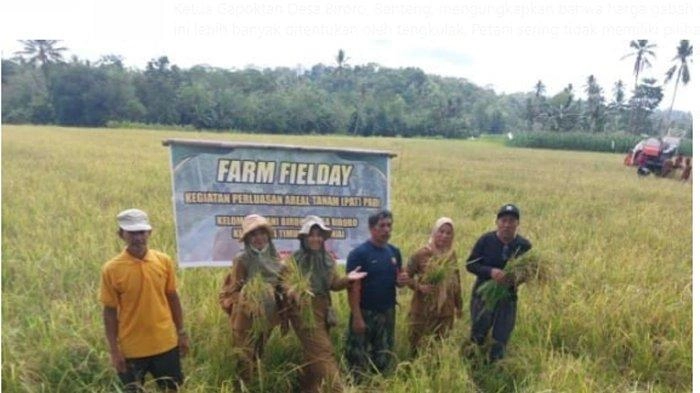 Petani Sinjai Berharap Bulog Serap Harga Gabah Sesuai Ketetapan Pemerintah Rp 6.500 Per Kilogram