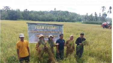 Petani Sinjai Berharap Bulog Serap Harga Gabah Sesuai Ketetapan Pemerintah Rp 6.500 Per Kilogram