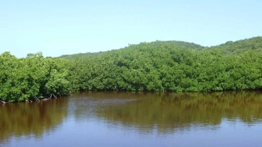 FKP 2025: Mangrove Berperan Penting dalam Transisi Energi