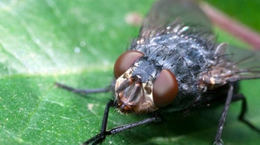 6 Cara Ampuh Mengusir Lalat Secara Alami dan Efektif