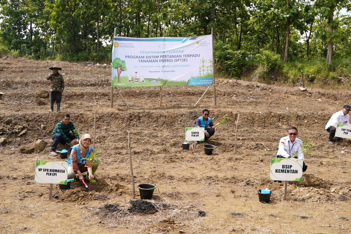 PLN dan Kementan Tanami Lahan Tandus Brebes dengan Tanaman Energi dan Pangan