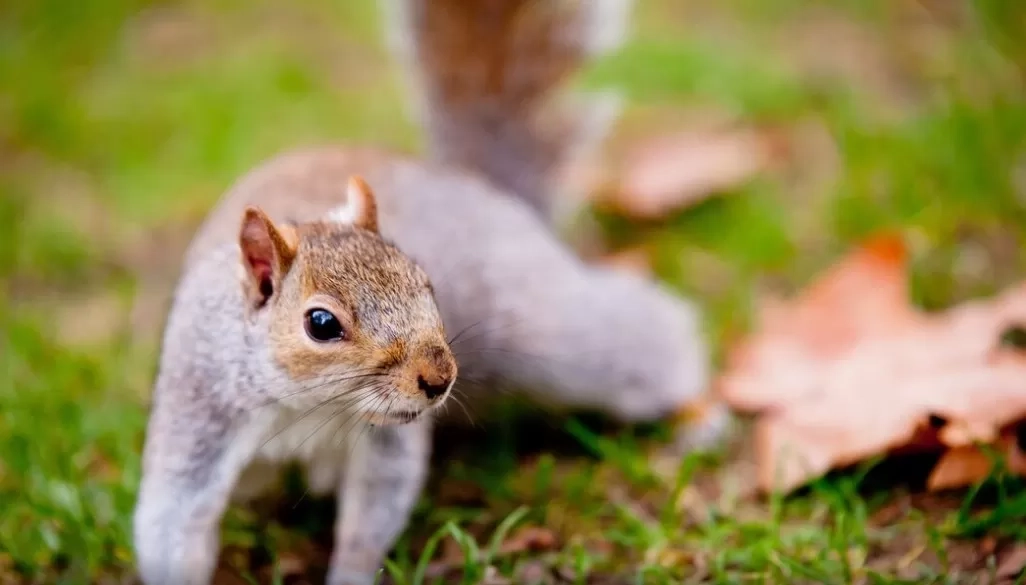 Siapa Sangka? Ini 10 Hewan yang Memiliki Kecerdasan di Luar Ekspektasi