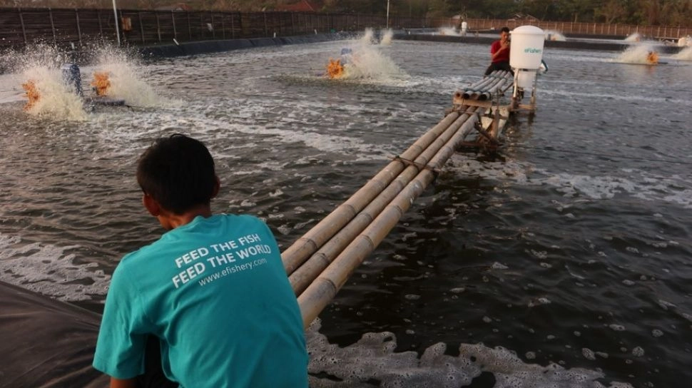 Total Fraud yang Dilakukan eFishery, Siapa Saja Investor yang Rugi?