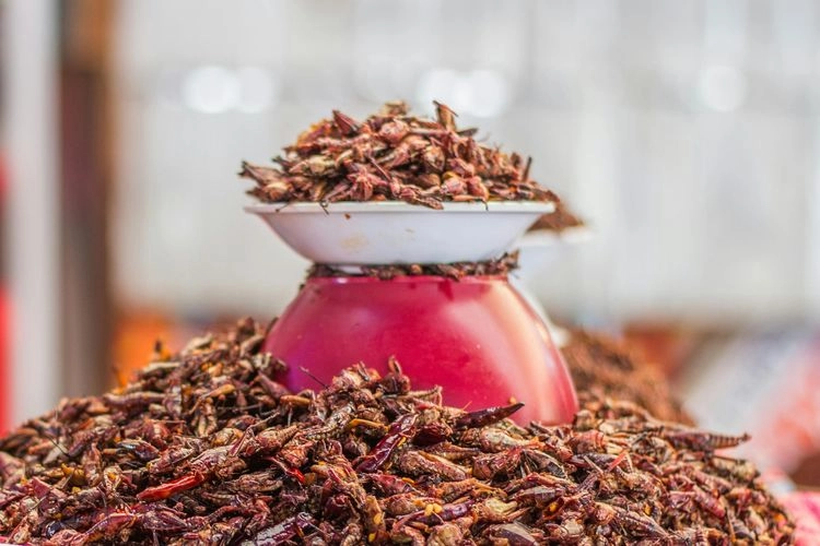 Ahli Gizi: Ulat Sagu dan Belalang Kaya Protein, Tapi Perlu Pengolahan Tepat