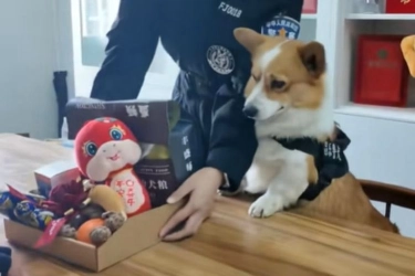 Ketiduran dan Pipis Sembarangan, Bonus Anjing Polisi Corgi Ini Dipotong