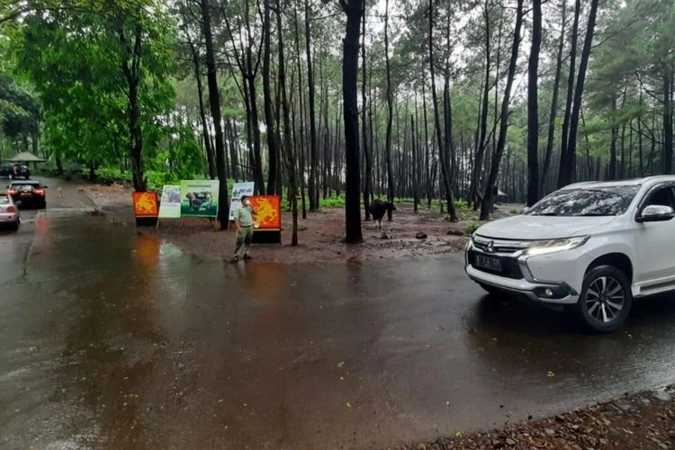 Wisata ke Taman Safari Bogor Tanpa Mobil Pribadi, Apakah Bisa?