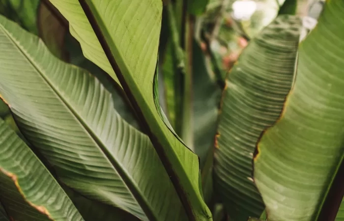 6 Manfaat Mengejutkan Daun Pisang untuk Kesehatan Anda, Apa Saja?