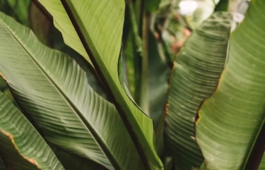 6 Manfaat Mengejutkan Daun Pisang untuk Kesehatan Anda, Apa Saja?