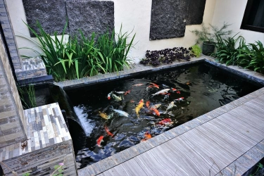 Agar Ikan Koi Tetap Sehat, Ini Frekuensi Penggantian Air