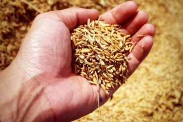 Tidak Hanya Bulog, Swasta Juga Diwajibkan Beli Gabah Petani dengan Harga Rp 6.500 Per Kg