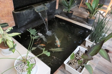 Jangan Gunakan Soda Kue untuk Bersihkan Alga di Kolam Ikan