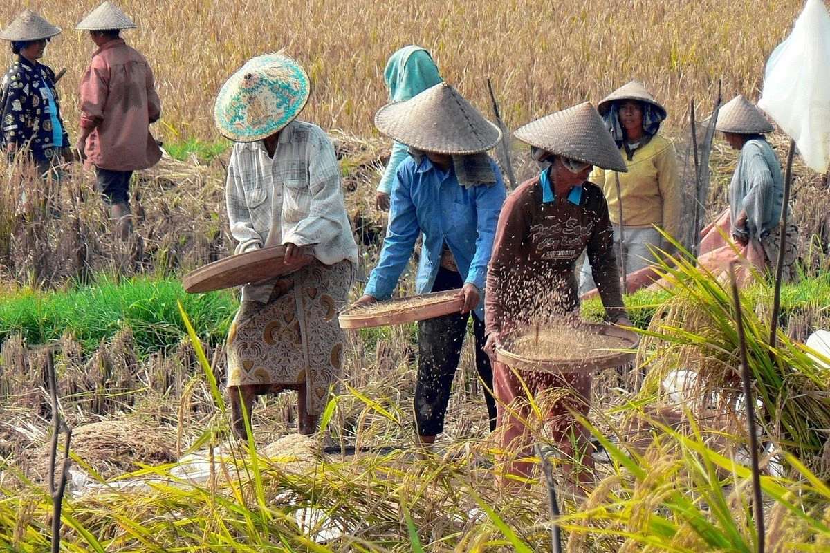 Nilai Tukar Petani Naik 0,73 Persen pada Januari 2025
