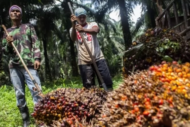 PBNU Dukung Pemerintah Optimalisasi Hilirisasi Sawit