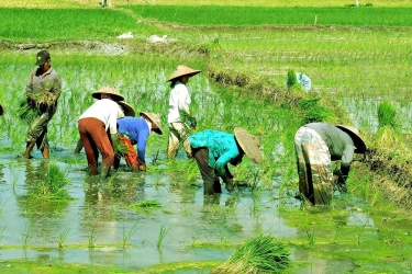 Asuransi Pertanian Penting untuk Peningkatan Produktivitas Pangan Nasional