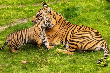 Debut Bakso, Harapan bagi Konservasi Harimau Sumatera
