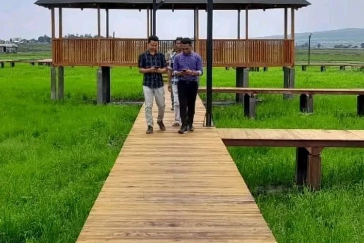 Jembatan Kayu Agrowisata Ngalor Kalo, Spot Instagramable dengan Lanskap Sawah