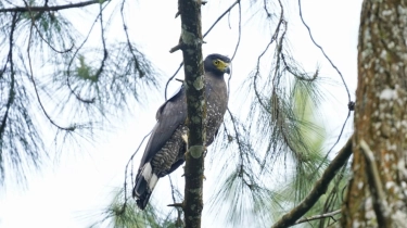 Menhut Lepasliarkan 2 Elang Ular Bido di Gunung Gede Pangrango, Salah Satunya Hasil Dari Penyerahan Warga