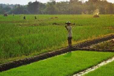 Inovasi dan Kemitraan Jadi Kunci Meningkatkan Ketahanan Pangan Indonesia