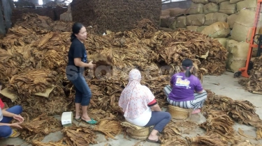 Pakar Nilai Ada Upaya Asing Jegal Industri Tembakau Dalam Negeri