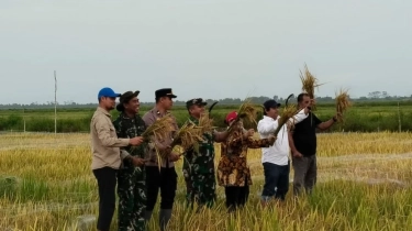 Panen Perdana di Lahan Baru Dadahup, Bukti Nyata Keberhasilan Ekstensifikasi Lahan Pertanian