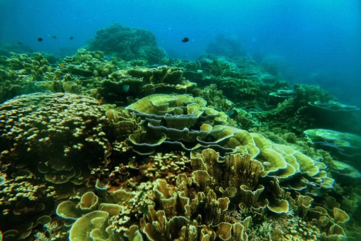 Tambah Dua Kawasan Konservasi Laut untuk Ekonomi Biru, di Bintan dan Bitung
