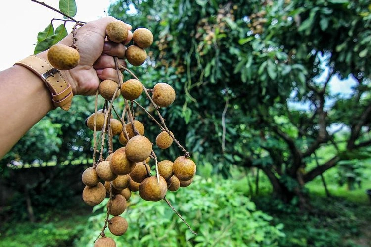 Manfaat Kelengkeng untuk Kesehatan, Rahasia Buah ''Mata Naga''