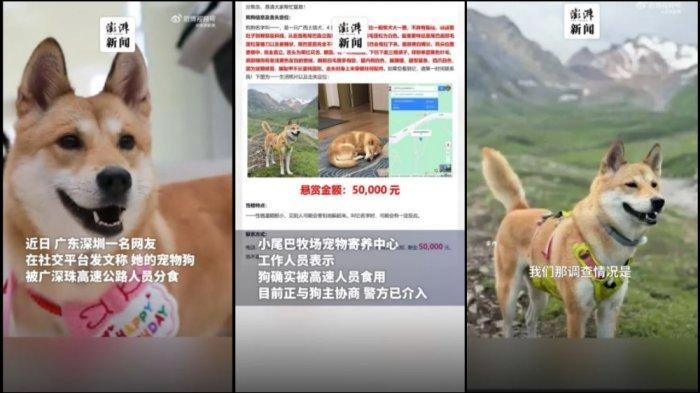 Sedihnya Wanita di China saat Tahu Anjingnya Kabur dari Penitipan, Mati Ditabrak dan Dimakan Orang