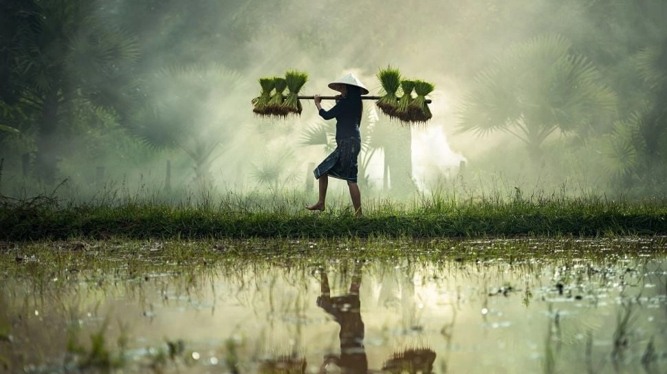 Inovasi Asuransi Pertanian Menyelamatkan Petani dari Risiko Gagal Panen