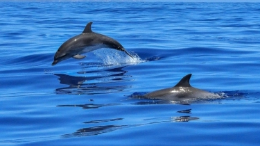157 Lumba-lumba Terdampar di Pantai Tasmania, Puluhan Mati