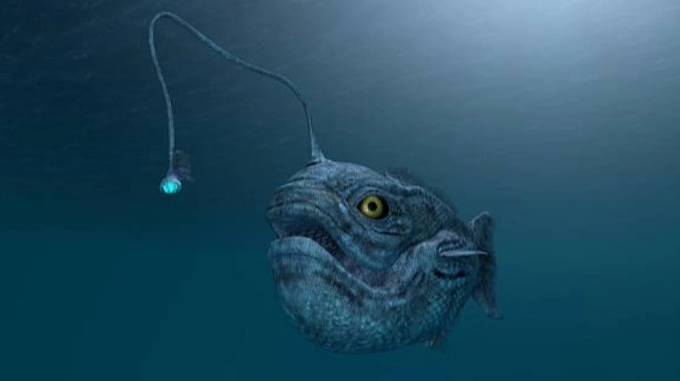 Ciri-ciri Ikan Anglerfish, Penghuni Laut Dalam yang Muncul ke Permukaan
