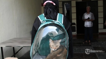 Anabul Rentan Diare dan Obesitas, Ini yang Harus Diperhatikan Pemilik Hewan Peliharaan