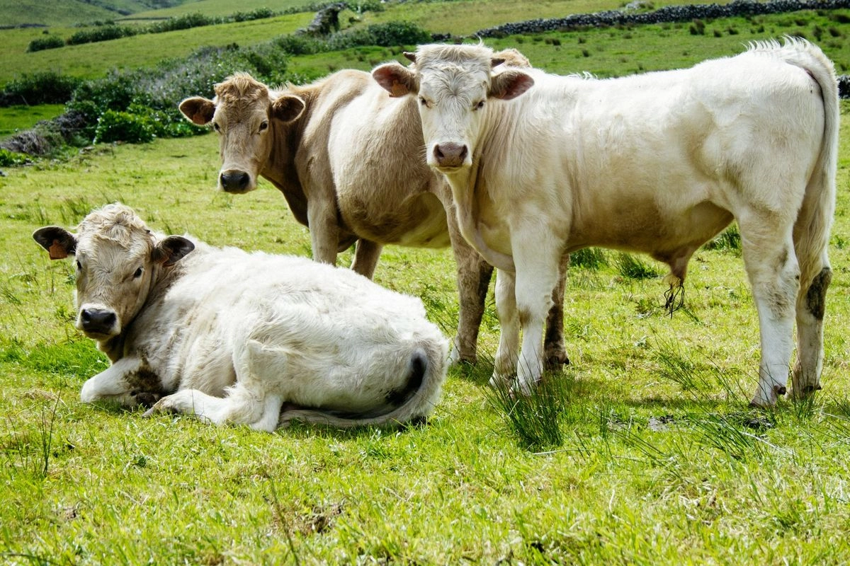 Ribuan Sapi Impor Tiba dari Australia, Tak Cuma untuk Stabilkan Harga