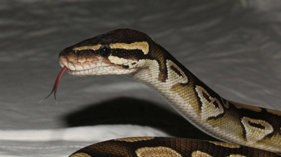 Sadis! Pria Ini Melakukan Upaya Pembunuhan Menggunakan Ular Piton