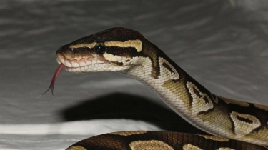 Sadis! Pria Ini Melakukan Upaya Pembunuhan Menggunakan Ular Piton