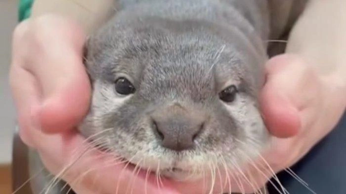 Hotman Paris Digigit Berang-Berang, Ini Pertolongan Pertama yang Harus Dilakukan