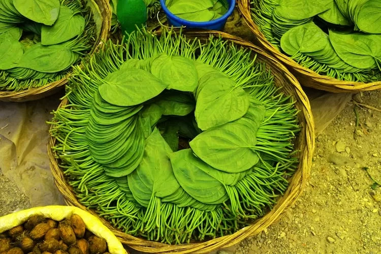 7 Manfaat Kesehatan Daun Sirih yang Perlu Diketahui untuk Pencernaan, Kulit, dan Sistem Pernapasan