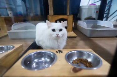 Okupansi Pet Hotel Meningkat saat Lebaran