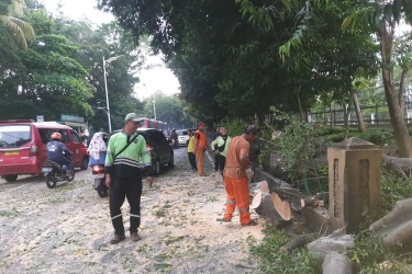 Pohon Beringin di Lenteng Agung Tumbang, Timpa 1 Mobil