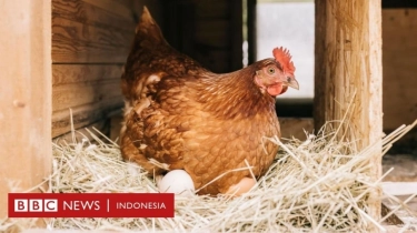 Siasat Kota di Eropa Atasi Limbah Makanan: Satu Keluarga, Satu Ayam
