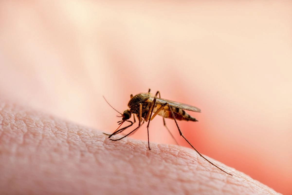 BRIN Kembangkan Sistem AI untuk Diagnosis Malaria, Tingkatkan Akurasi Pemberantasan Penyakit